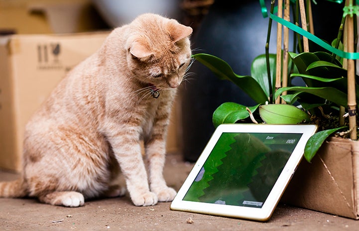 Tom the flower shop cat checks out one of the store's tablets