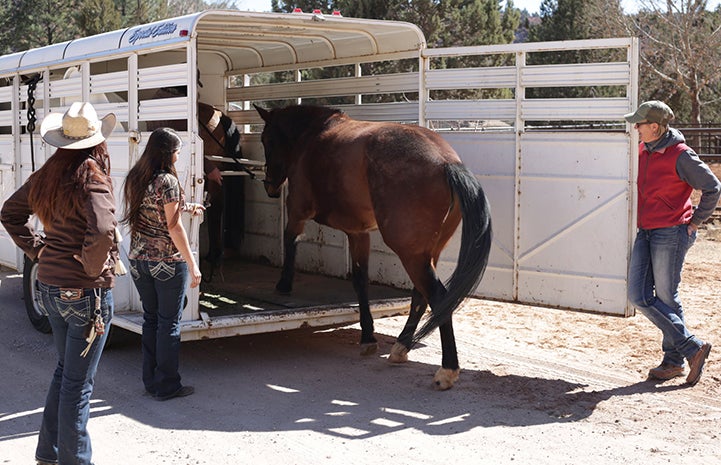 Scarlett and Wire the horses being put into a trailer