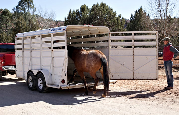 A brown horse being led into a trailer