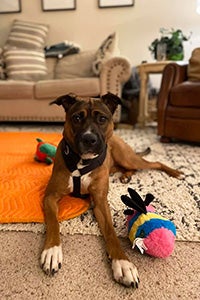 Almond the foster dog lying on the floor