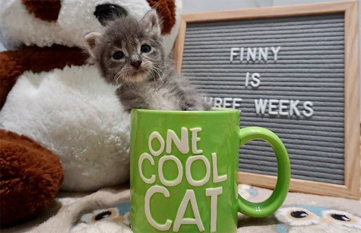 Gray tabby kitten in a coffee cut that says One Cool Cat