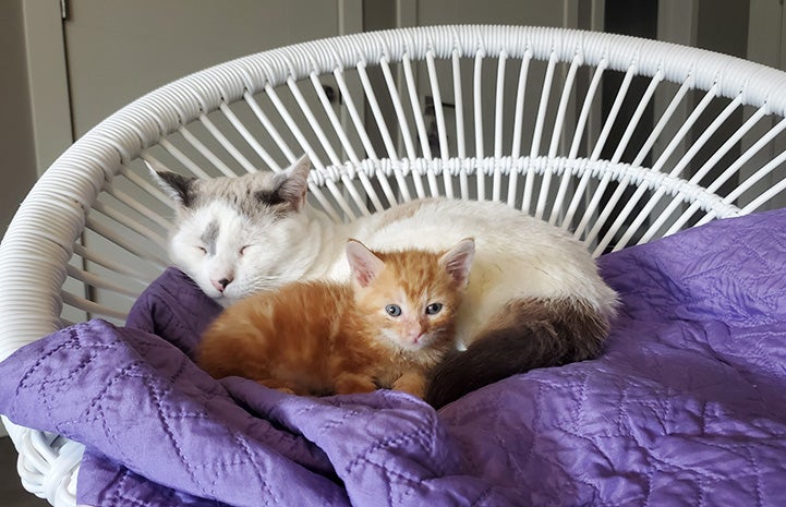 Gray and white cat lying next to orange kitten on a purple blanket on a chair