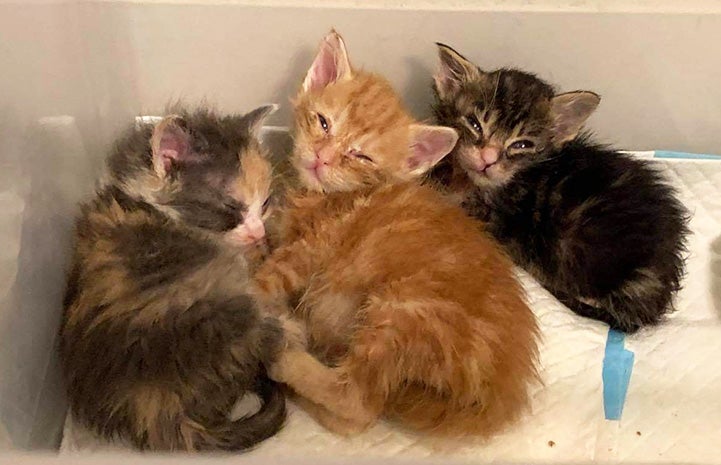 Three neonatal kittens sleeping together