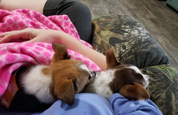Bentley and Steward the foster puppies lying in a lap