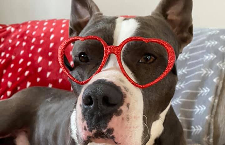 Brian, a gray and white pit bull type dog, wearing heart-shaped red glasses
