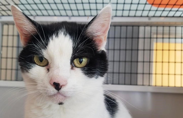 Dizzy the black and white cat in a wire kennel