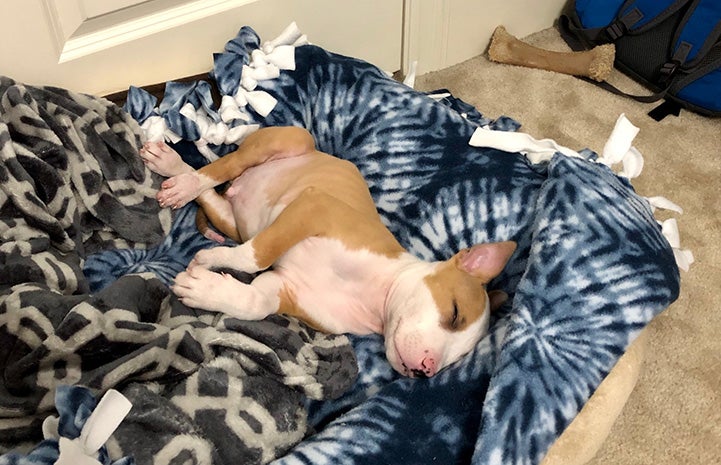 Small brown and white puppy sleeping on a blanket on a dog bed