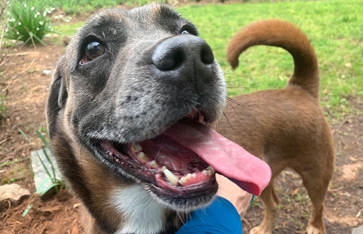 Frank the foster dog outside on the grass with tongue out