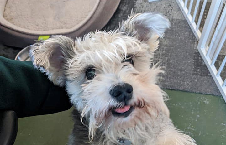 The face of fuzzy white foster dog Gretchen