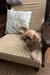 Hamilton the dog lying on a chair next to a pillow