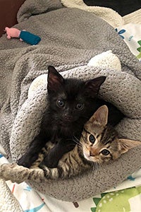 Jack and Jessie the foster kittens in a bed