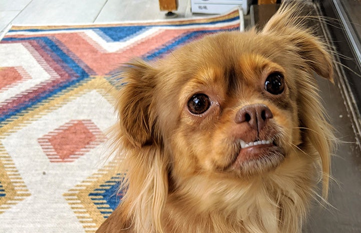 Fluffy brown dog with an under-bite, Leona