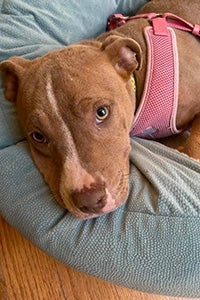 Lisa the foster dog lying on a dog bed