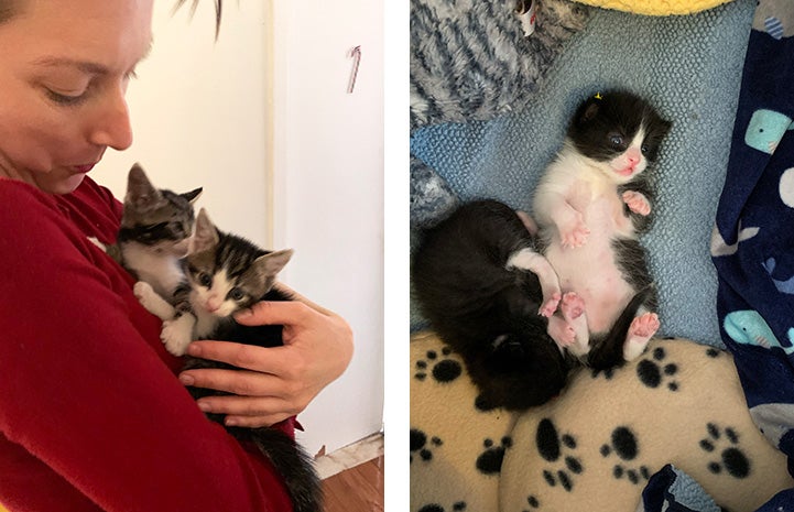 Photo of a woman holding two kittens next to another photo of two different kittens from the litter lying on a blanket