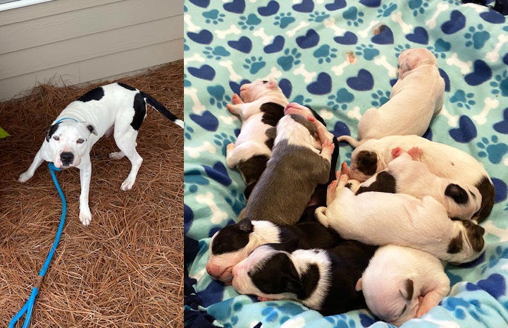 Photo of Mama Bean the dog next to a photo of her litter of puppies on a blanket