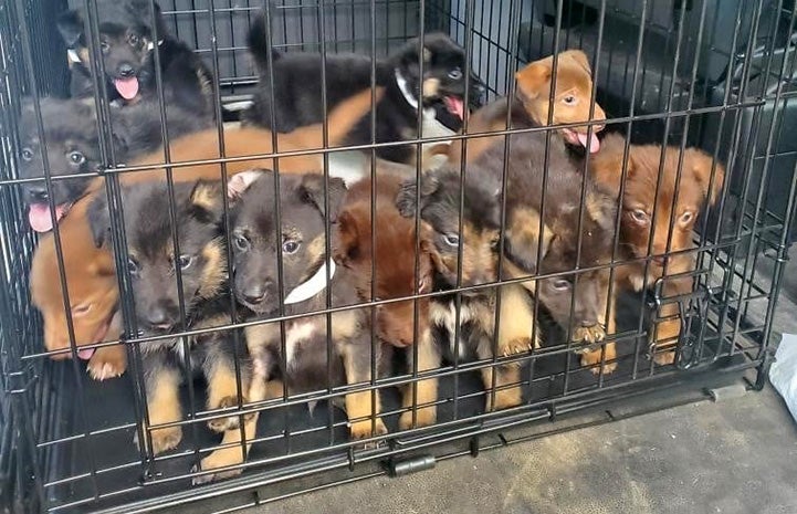Huge litter of puppies in a wire kennel