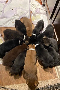The puppies in a circle all eating from the same bowl
