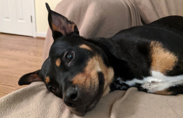 Misty the foster dog lying on a blanket covered couch or chair