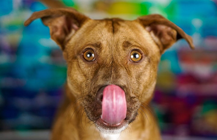 Brown dog licking his lips