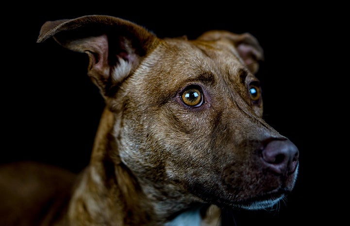 Side of a brown dog's face with a black background