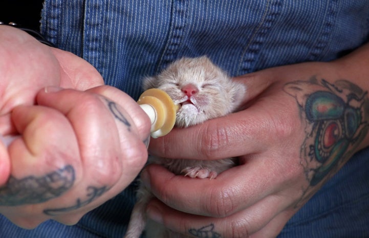 Bottle feeding a kitten