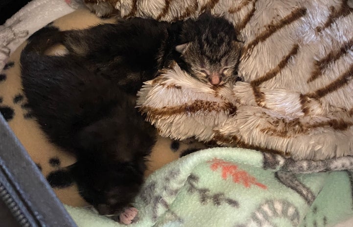 Two small kittens sleeping on a blanket