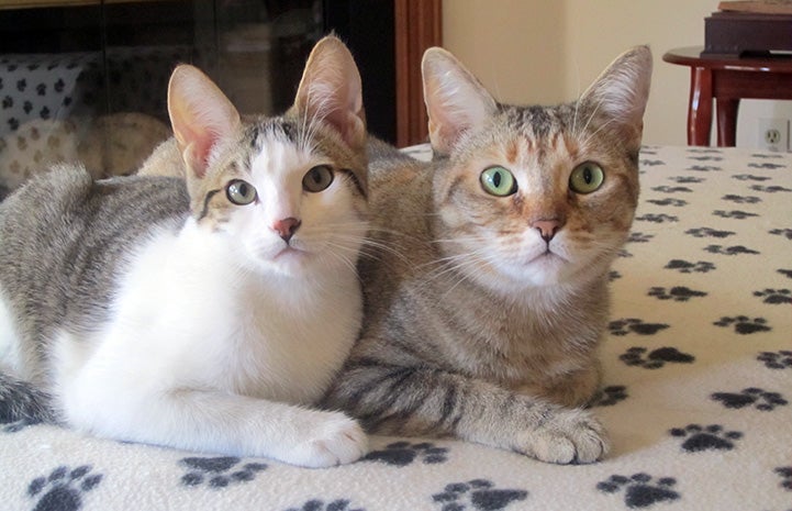 Ginger and Obi sitting next to each other