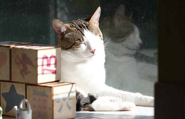 Obi laying in the sun next to toy blocks