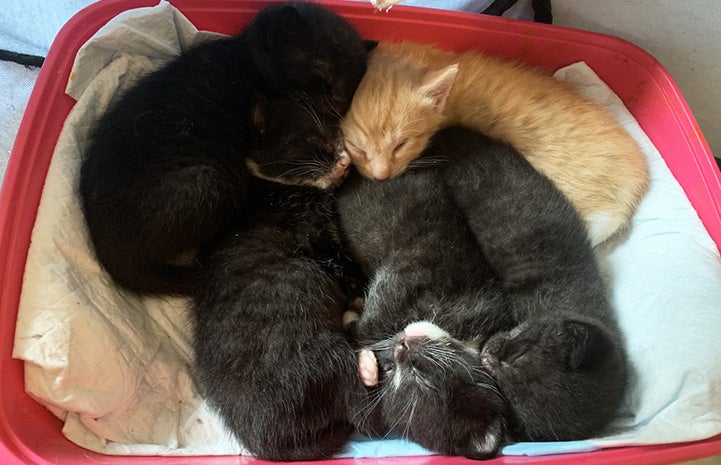 Litter of black and white kittens with Arnie the orange kitten snuggled with them in a plastic tub