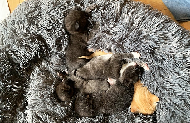 Arnie the orange kitten snuggling on a gray fluffy bed with his black and white "littermates"