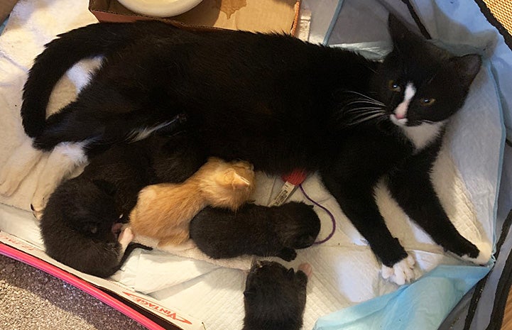 Callie the cat lying down with the kittens suckling