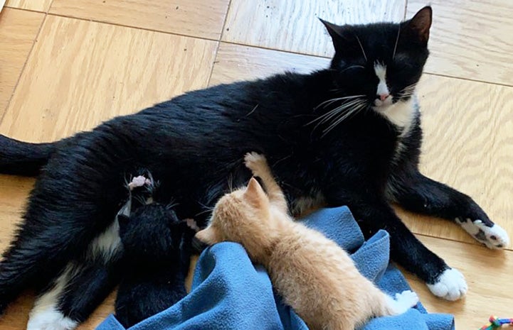Callie the black and white mama cat lying on a wooden floor while one of her kittens and Arnie the orange foster kitten are nursing