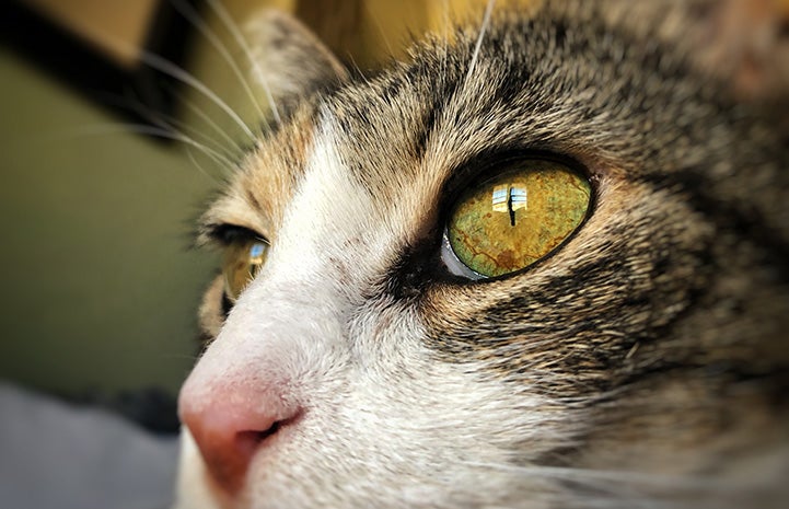 Close-up of the face of Coraline, a calico cat