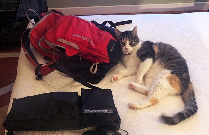 Coraline the calico cat lying on the hotel bed next to some gear, including a backpack