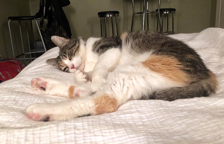 Coraline the calico foster cat sleeping on the hotel bed