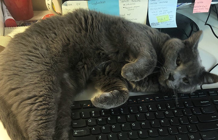 Velvet the cat lying on a computer keyboard