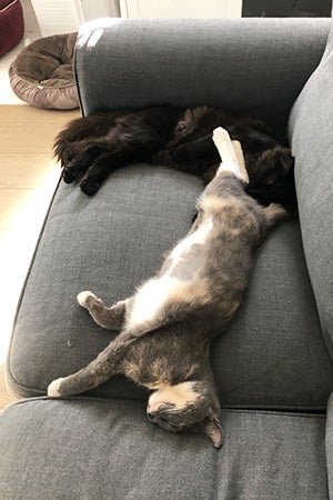 Bridget and Mookie the cats sleeping next to each other on a couch
