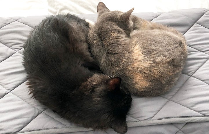 Bridget and Mookie the cats sleeping next to each other