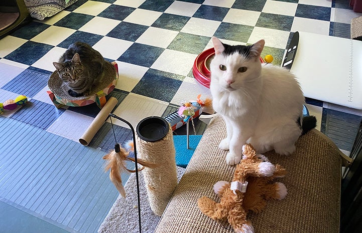 Sam the cat sitting on a cat tree in the same room as a tabby cat lying in a cat bed