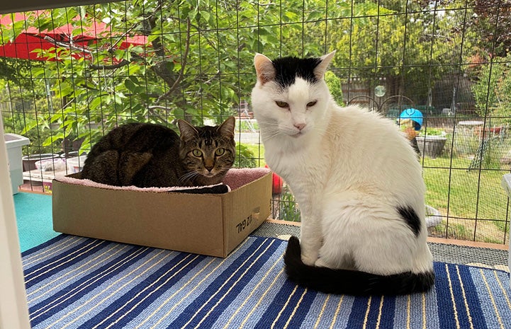 Sam the cat sitting on a mat next to a tabby cat lying in a cardboard box in a windowsill 