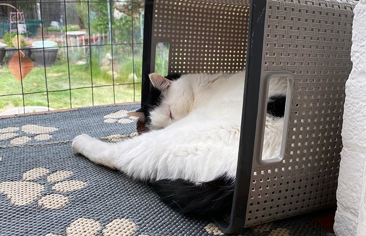 Sam the cat sleeping in a storage bin on its side