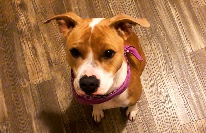 Giddy the brown and white dog wearing a purple bandanna