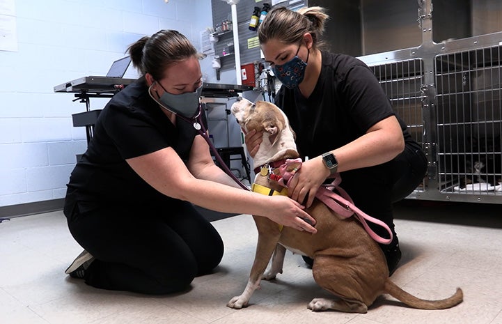 Giddy the foster dog getting medical treatment