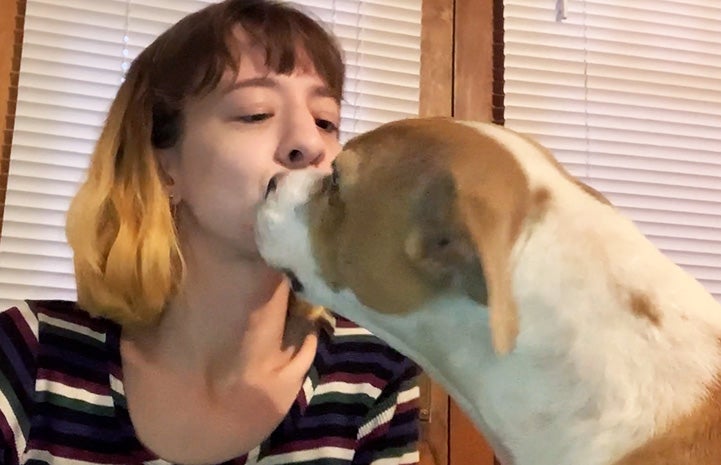 Giddy the dog licking a person's face