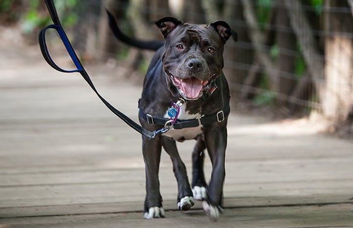 Queen Lilian, a black and white pit bull terrier-type dog, walking on a leash in Central Park in New York City