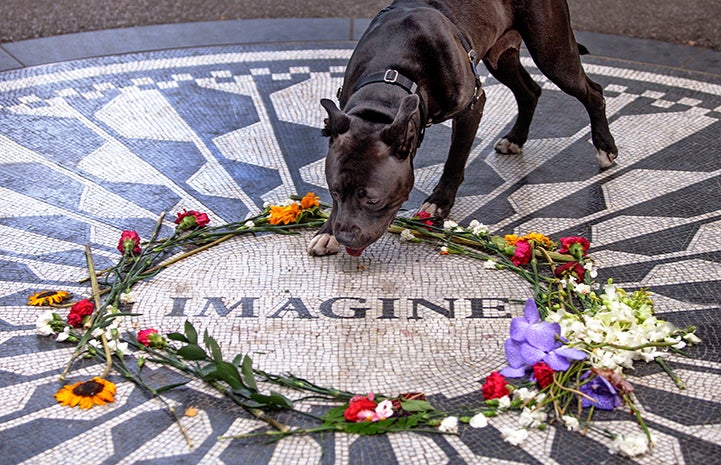 Queen Lilian, a black and white pit bull terrier-type dog, at the Imagine mosaic in Strawberry Fields in Central Park in New York City 