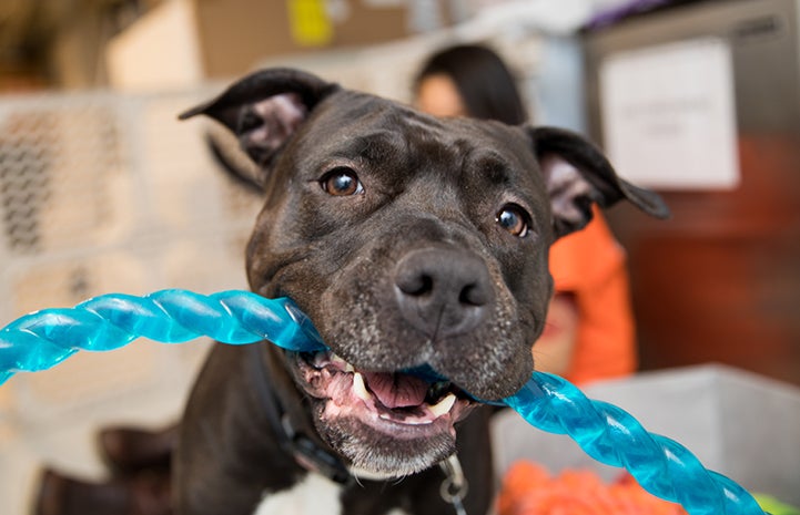 Queen Lilian, a black and white pit bull terrier-type dog, holding a rope toy in her mouth