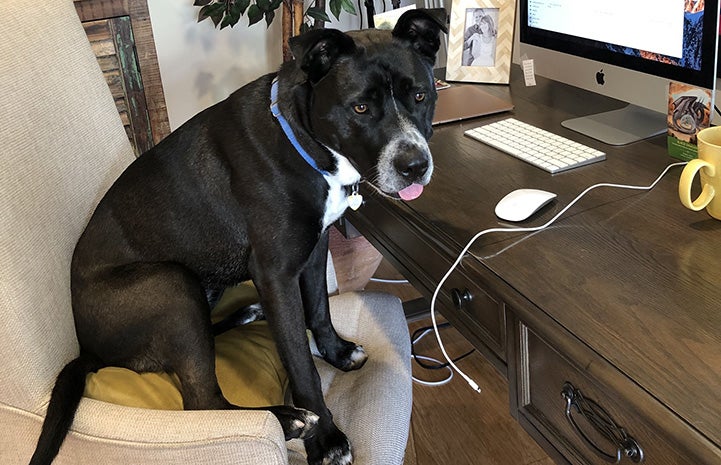 Raven the dog sitting in a chair by a desk holding a computer