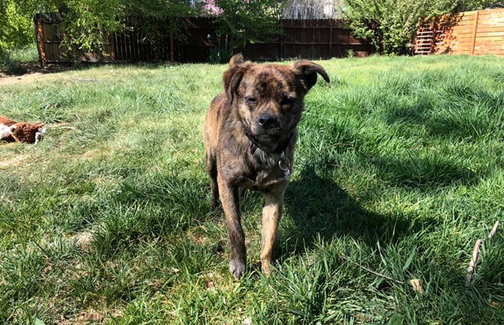 Foster dog Mustard standing on some grass