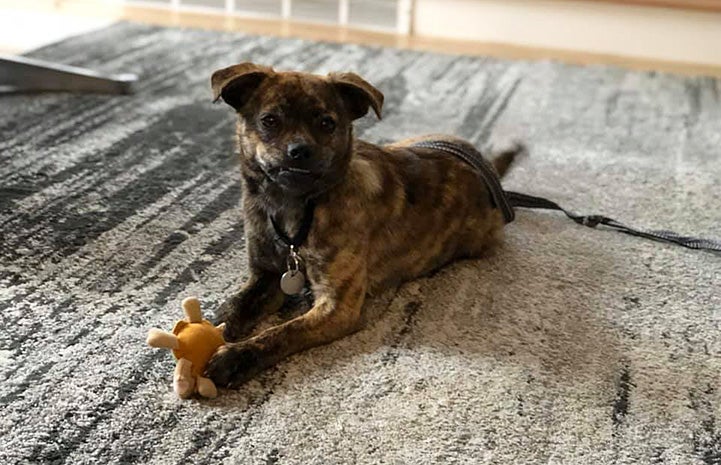 Mustard the foster dog lying on a rug with a toy being held by her front paws